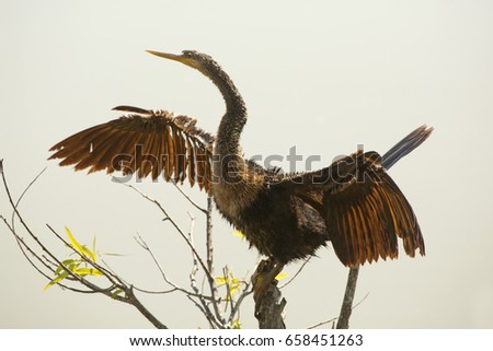 Anhinga perched at the top of a shrub drying its wings at Magnolia Park on the shore of Lake Apopka in Florida.
