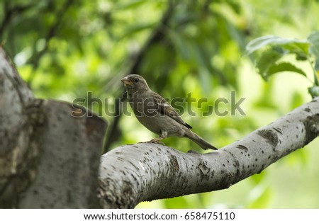Beautiful sparrow on a branch