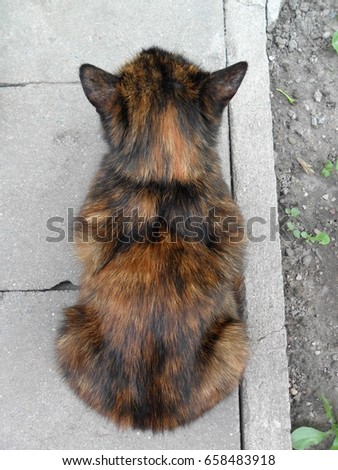  unusual cat