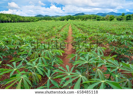 Cassava plantation. Royalty-Free Stock Photo #658485118