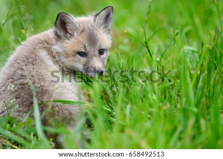 Close up baby silver fox in grass