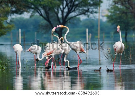 A scenery by flamingos, Keoladeo National Park, Bharatpur Royalty-Free Stock Photo #658492603