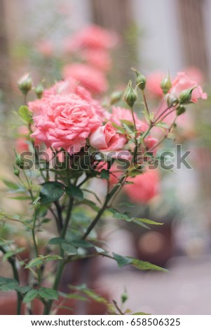 Beautiful, soft pink flowers. Little roses bloom in the garden. Dreamy elegant gentle air artistic image. Soft focus, author processing. Selective focus