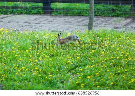 European hare jumping in green grass at spring. Wild animal