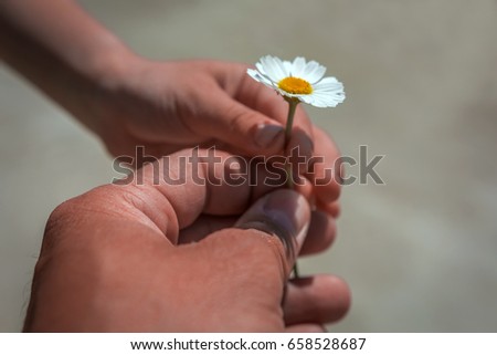 Hand gives a wild daisy flower with love. Sympathy, friendly gesture.