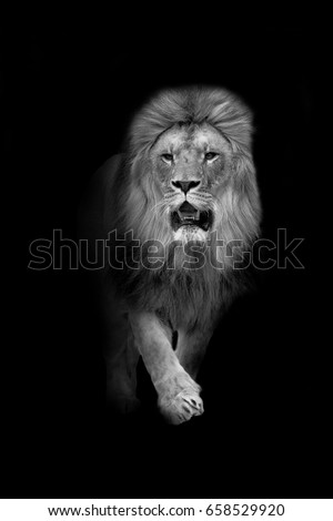 lion walks out of the dark and into the light, africa wildlife wallpaper