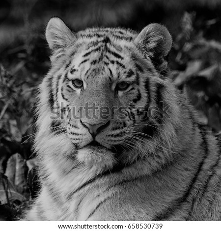 Black and white close up of an Amur tiger face, relaxing in the grass showing its beautiful stripes. With space for text. 