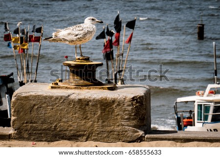 Seagull in a fishing port