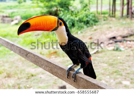 Toucan (Ramphastos toco) with orange beak sitting on wooden stick sunny day outdoor