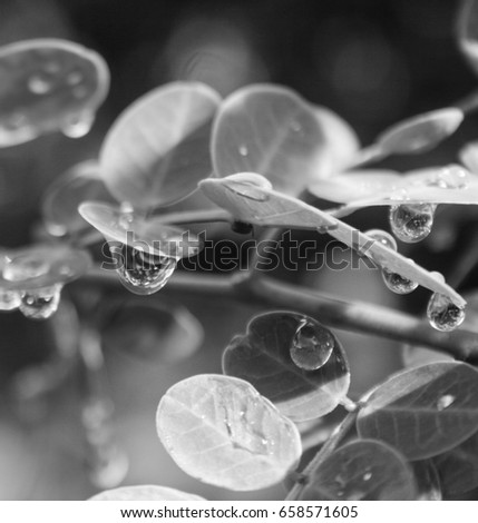 A black and white photograph of raindrops on the leaves of a Golden Shower Tree (Cassia Auriculata) in Brisbane, Australia. 