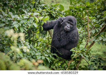 Blackback gorilla in the Nkuringo Family, Bwindi Impenetrable National Park, Uganda Royalty-Free Stock Photo #658580329