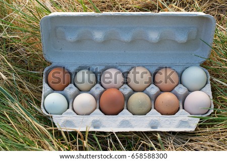 A dozen unwashed free-range chicken eggs in open carton, on partly brown grass, viewed from above Royalty-Free Stock Photo #658588300