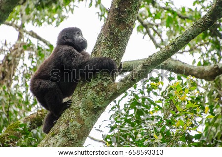 Juvenile gorilla of the Kyaguriro Family of Ruhija, Bwindi Impenetrable National Park, Uganda
