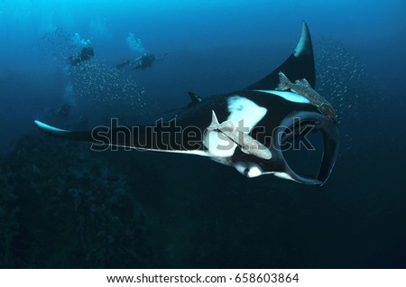 rock blue reef diving ocean coral fish ray shark 