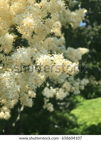 This is a Macro tree. Perfectly captured the flowers and the background. This is a perfect picture to hang on your wall! Also a wonderful closeup of the flowers.