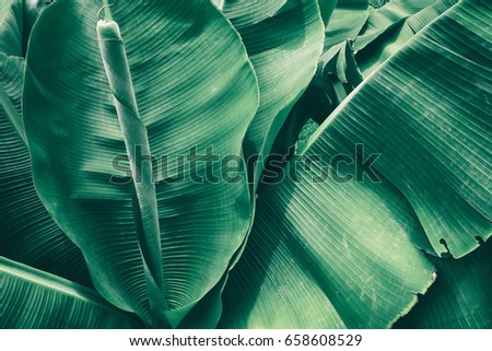 tropical banana leaf texture, large foliage background