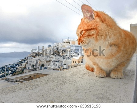 Striped orange cat sitting on top of a masonry wall looking out across the bay in Santorini Greece