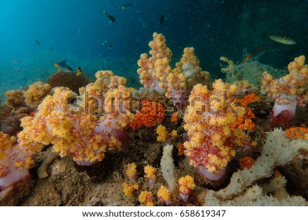 Coral under the sea beautiful