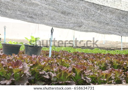 organic Vegetable growing farm for background