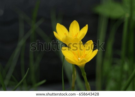 Macro shot of Yellow Rain Lily flower blossom in garden, blurred background.
