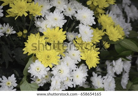 Group of White and yellow  flower.