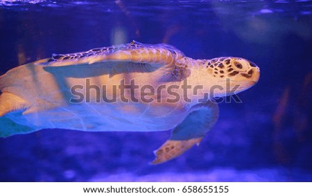 Beautiful sea turtle swimming in an aquarium