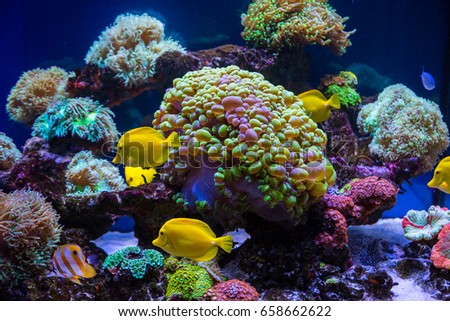 Tropical fish butterfly and corals. Beautiful background of the underwater world.