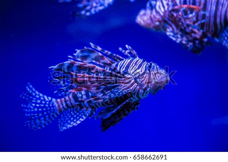 Tropical fish Lion fish and corals. Beautiful background of the underwater world