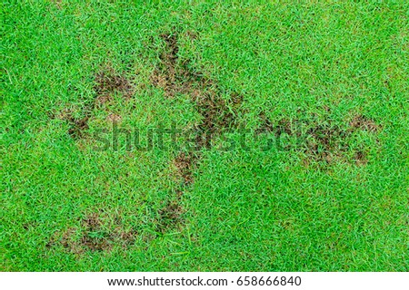 Pests and disease cause amount of damage to green lawns, lawn in bad condition and need maintaining

