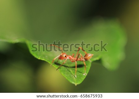 female weaver ant mimic spider on green leaf/lateral view photo