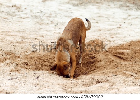 [Thai Dog breed] Asian dog is digging a hole in the sand on summer. 