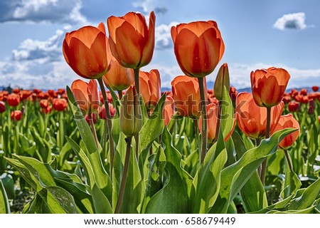 Red tulips are backlit by the sun on a farm in Washington State during the annual Skagit Valley tulip festival.