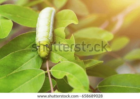 Green worm caught on green leaf
