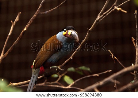 Plate-billed mountain toucan Andigena laminirostris behind the walls of a cage