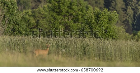 Deer on field in sunny hot evening in north Bohemia