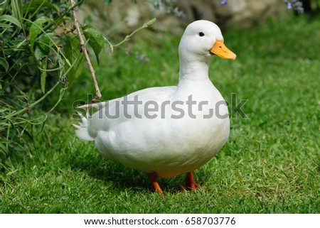 White Male Call Duck