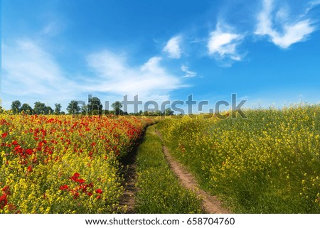 Beautiful landscape field with red wild poppy flowers and a road against blue sky with white clouds.