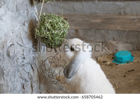 Rabbit eat dry grass,soft focus