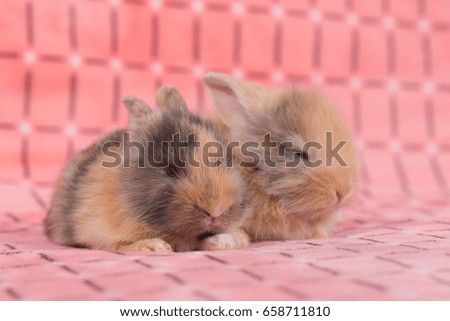 adorable young baby rabbit on pink cloth as background  - 3 weeks old little fluffy bunny