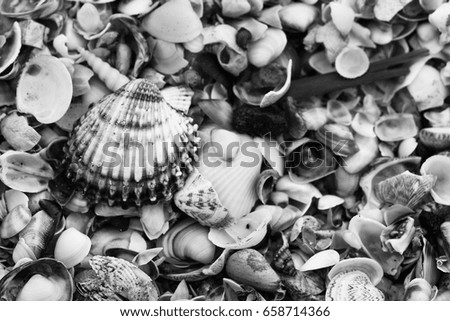 lot of seashells on the beach close-up.