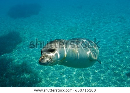 Diving picture of Mediterranean monk seal, Gokova Bay Turkey.