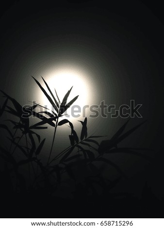 Bamboo leaves with moonlight
