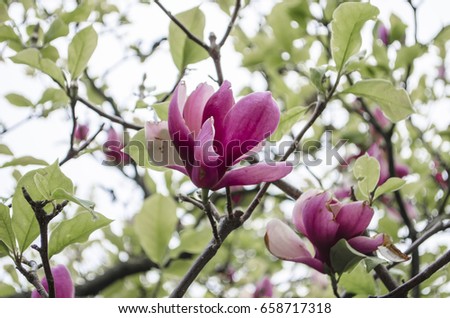 Beautiful purple magnolia flowers in the spring season on the magnolia tree. Magnolia bloom.!