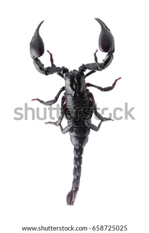 Black scorpions isolated on a white background.