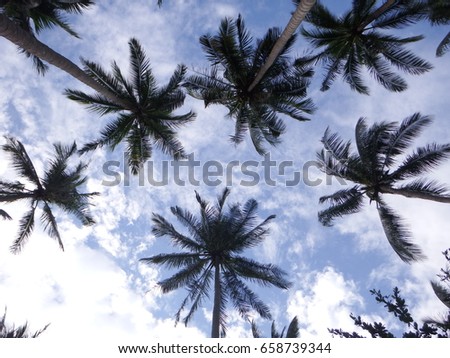 Coconut
Under the beautiful sky