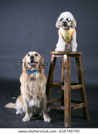 Poodle and golden dog in the studio to take pictures