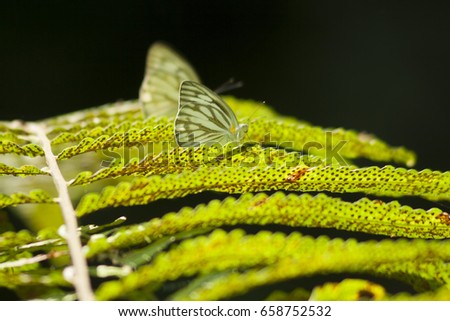Butterfly with ferns