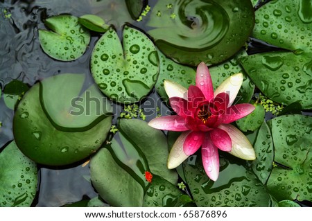  pond scenery with water lilly Royalty-Free Stock Photo #65876896