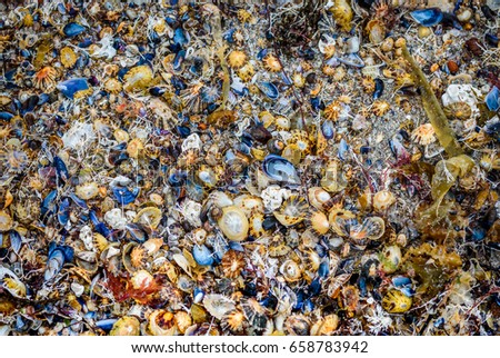 Many sea shells on the sandy beach texture. Colour sea shells and corals are lying around the sandy beach in Spain.