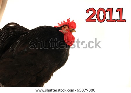 black cock on a white background